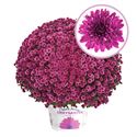 Afbeelding van Bolchrysant  P19 Purple